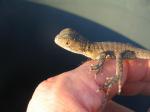 Australian Water Dragon (<i>Physignathus lesueurii</i>) Another baby just hatched